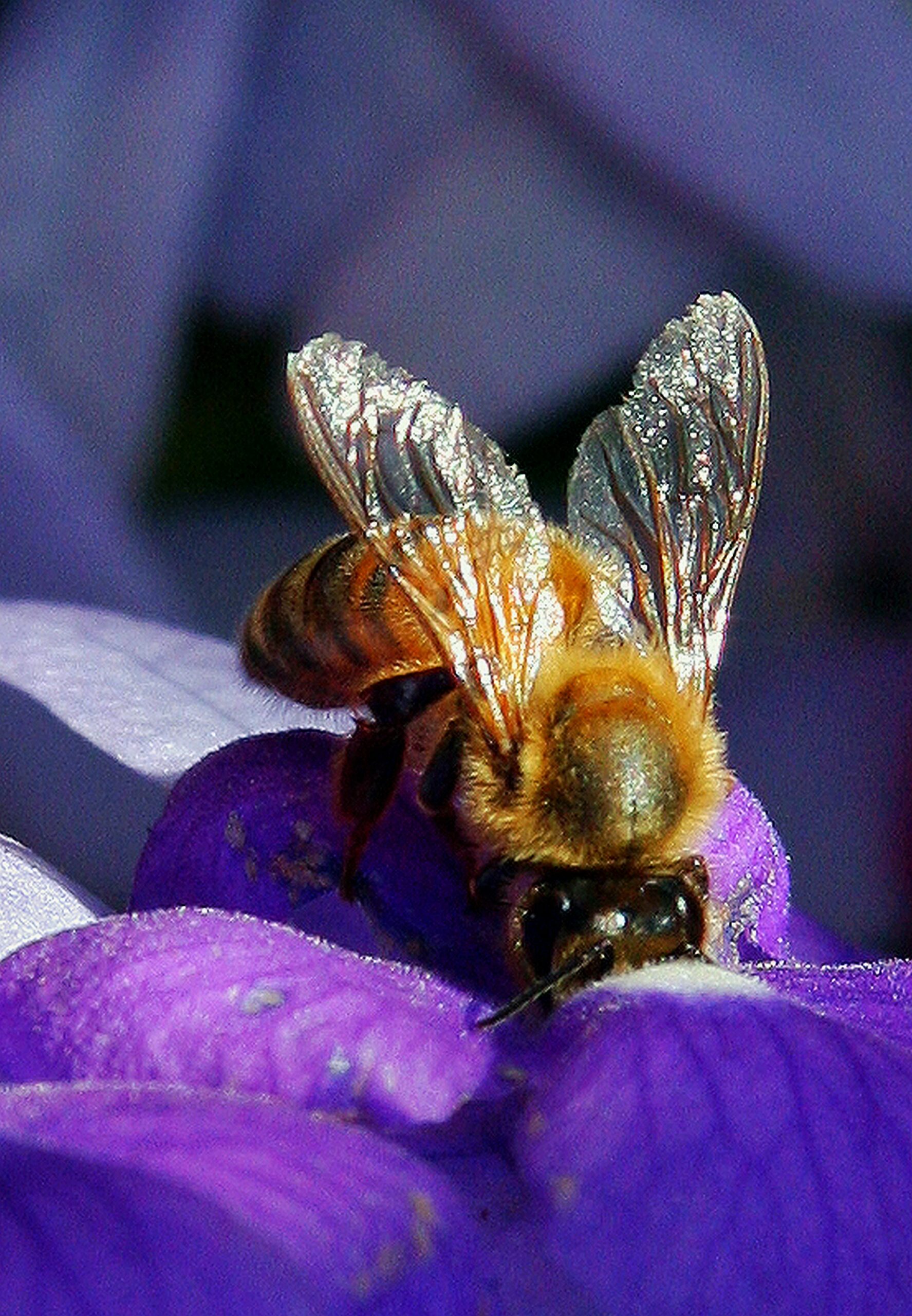 Bees matter. A honeybee collecting nectar from a lavender flower under sunlight