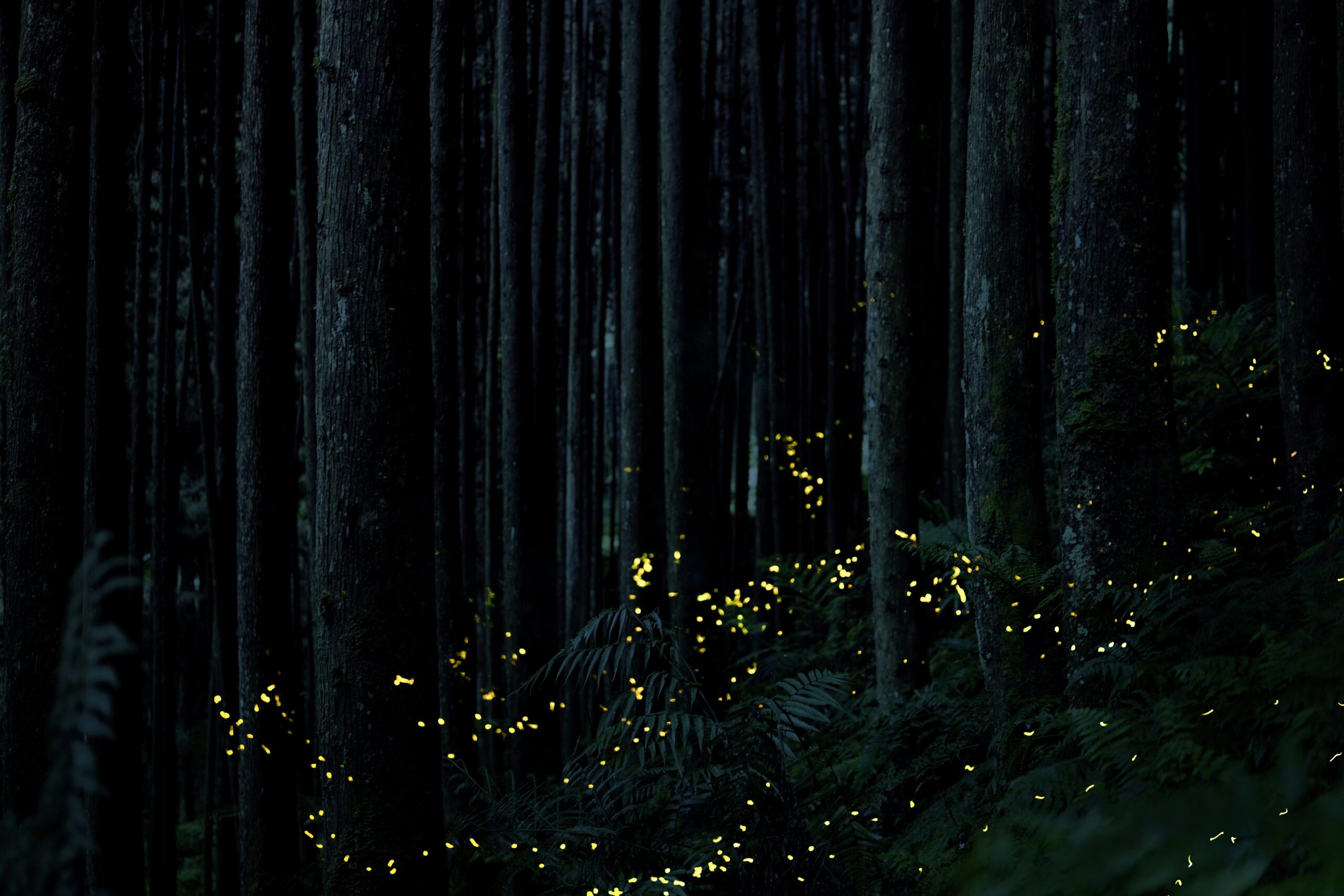 Fireflies glowing in a Romanian forest at twilight during Firefly Festival Horezu